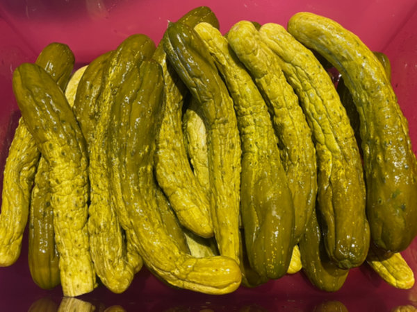 오이지 숙성기간 - 오이지만 골라 김치통에 담기