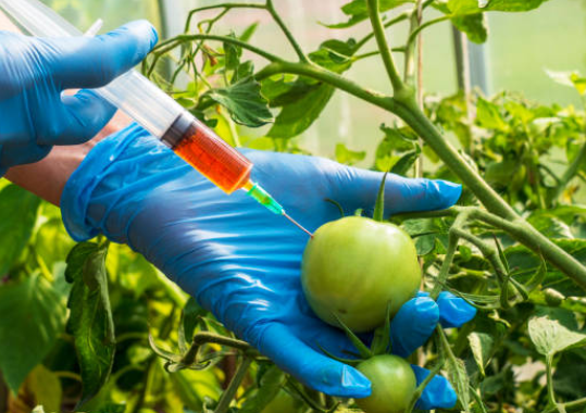 미래의 과일 : 유전자 변형과 혁신 기술