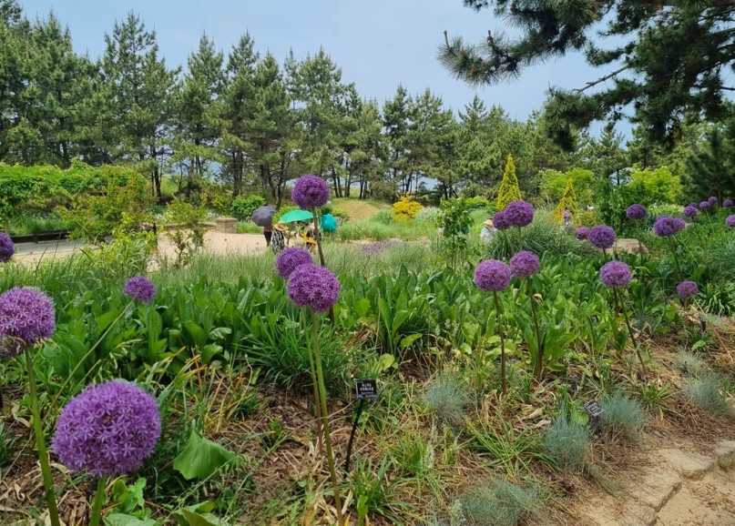 천리포수목원-보라색꽃