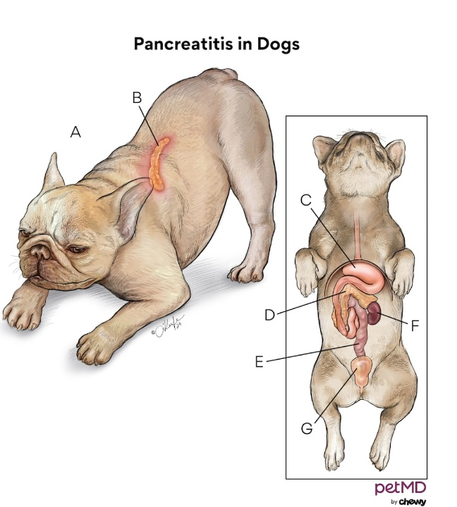 강아지 극심한 복통,복부팽만,지석적인설사,변비 시간 놓치면 ,수술 및 입원치료 병원비가 300만원 장난아님(장폐색 강아지가 불상해요 초보 견주님 나좀 봐주세요)