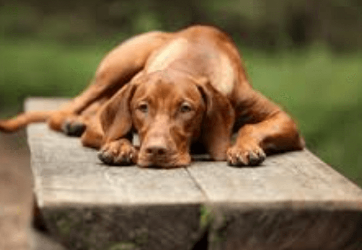 강아지보험요약-펫보험알아보기