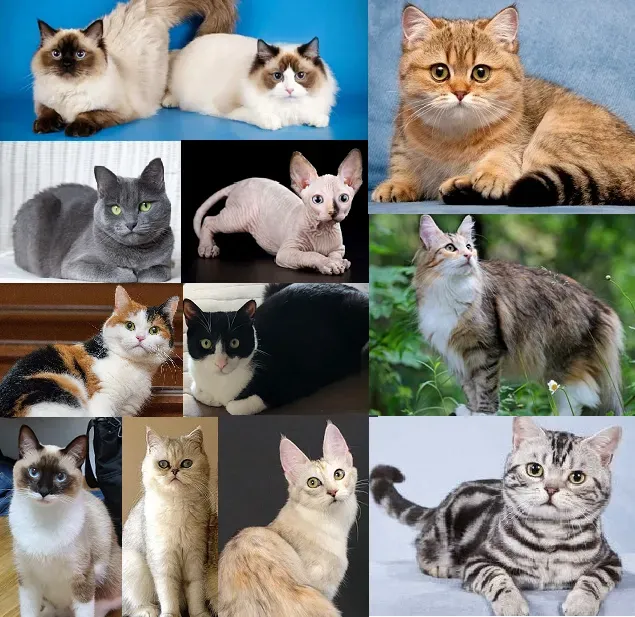 고양이 여름나기 보양식_4