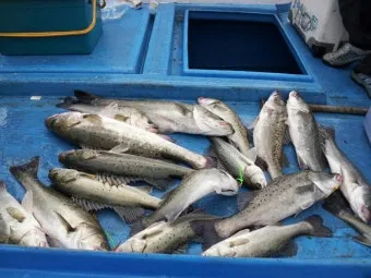 디낚 점주 조황 전국 바다낚시 출조 꿀팁_16