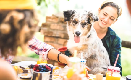 물마시는 강아지/출처:어도비스톡