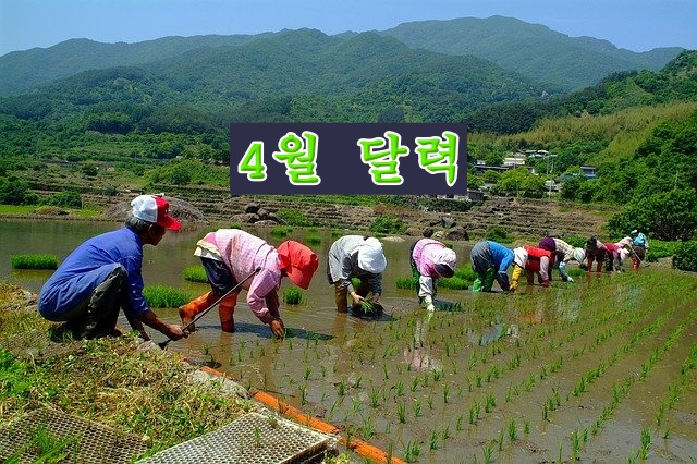 4월 달력 모내기