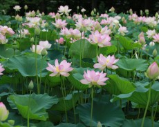 세미원 연꽃축제