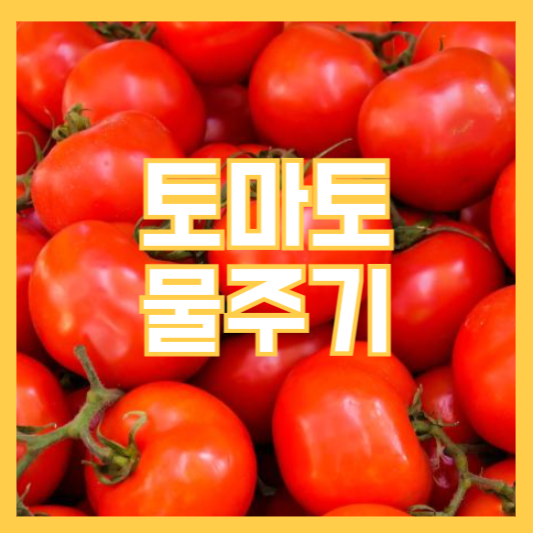 토마토 물주기 키우는 방법 주의사항!