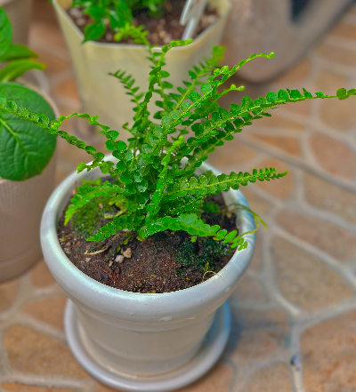 더피고사리 가지치기