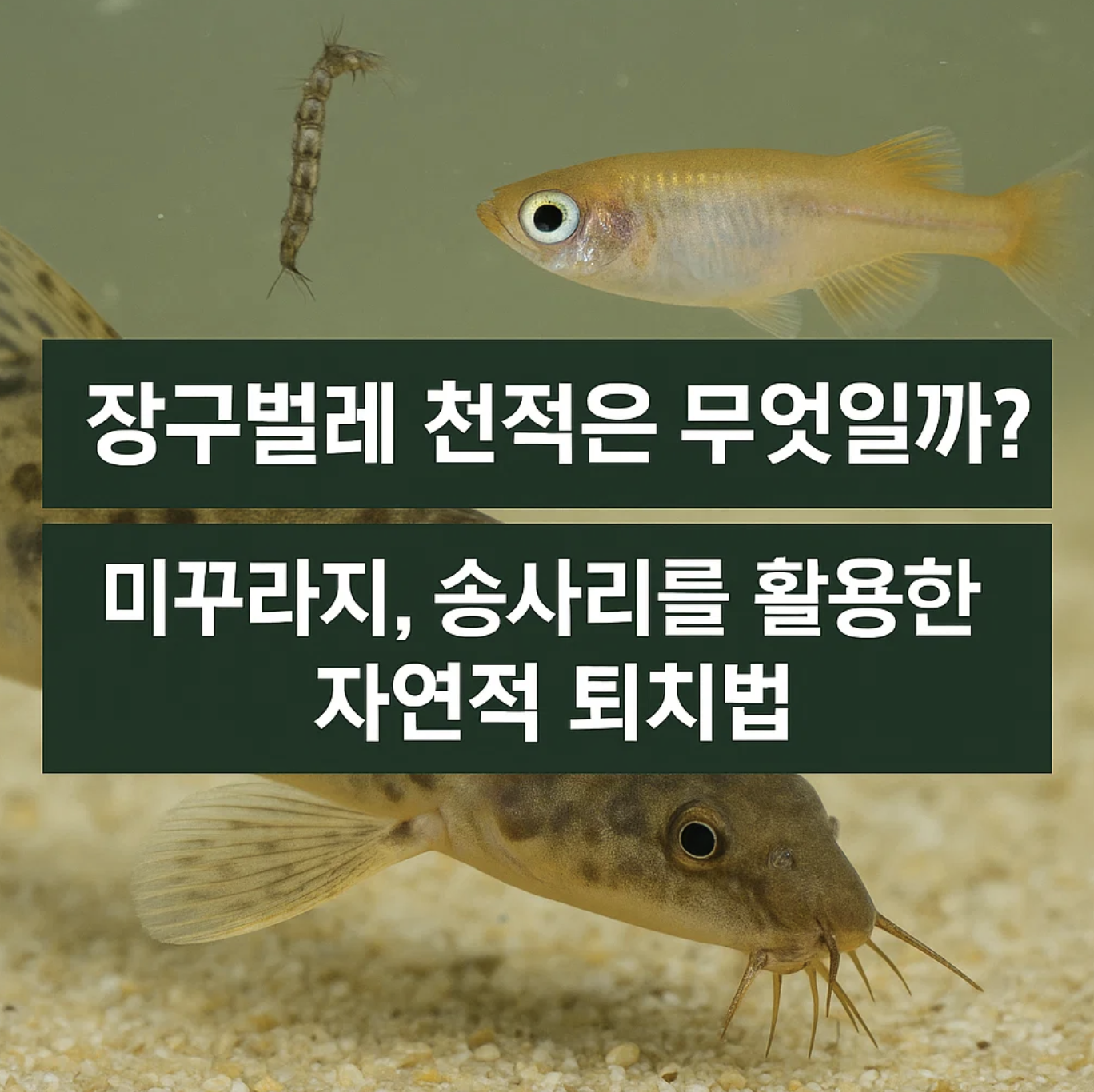 장구벌레 천적은 무엇일까? 미꾸라지, 송사리를 활용한 자연적 퇴치법