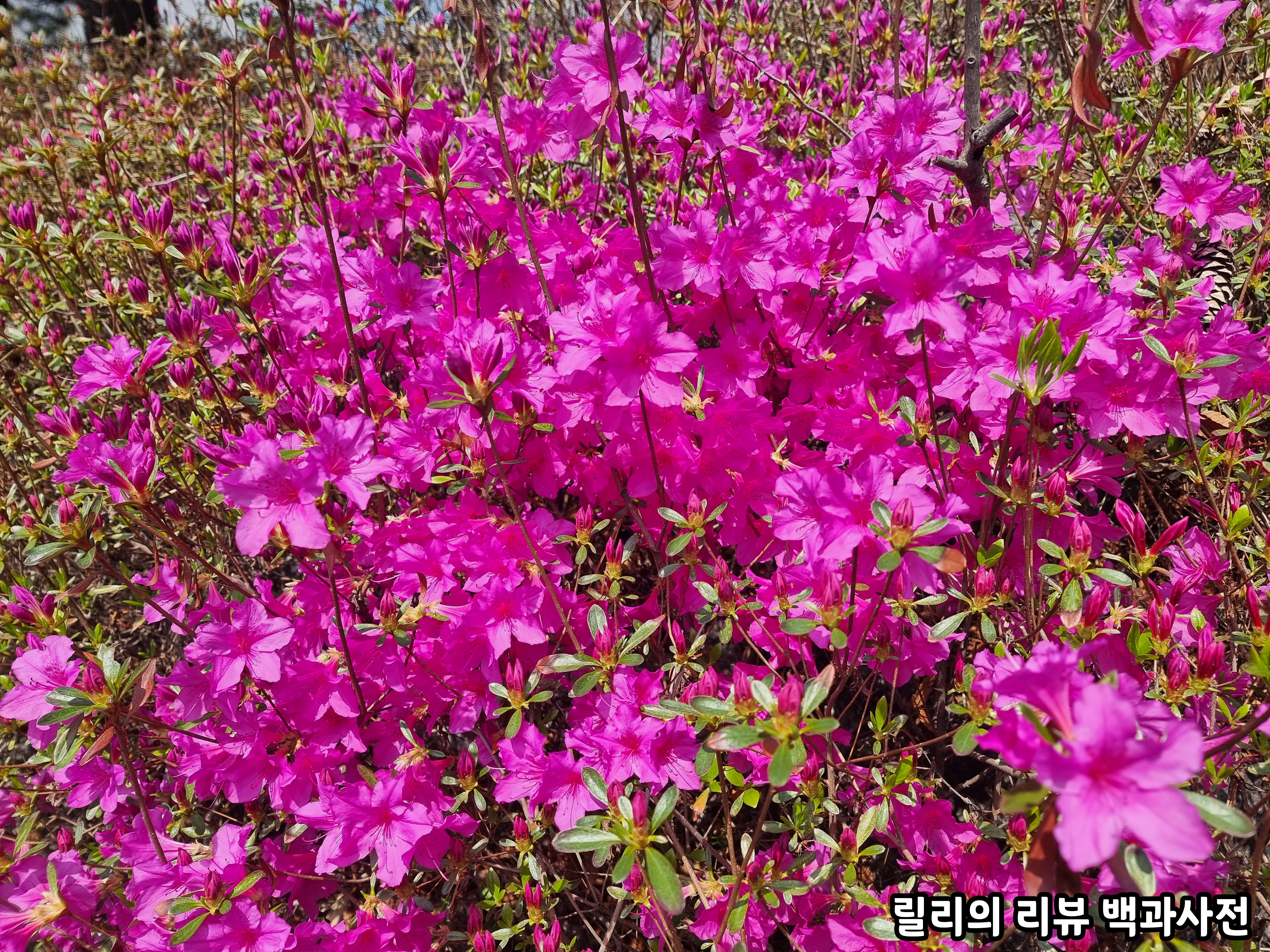 진달래같은데 무슨 꽃인지 잘 모르겠음. 아무튼 꽃 사진