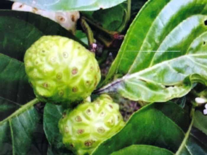 나무에 열린 노니열매