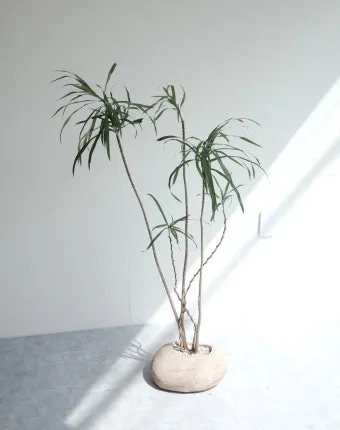 드라세나 키우기 물주기 가지치기 번식방법 흙배합 가이드_6