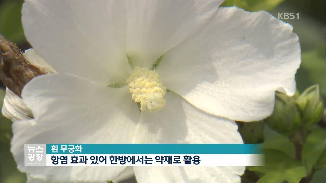 “흰 무궁화꽃 추출물, 골다공증 치료에 효과”