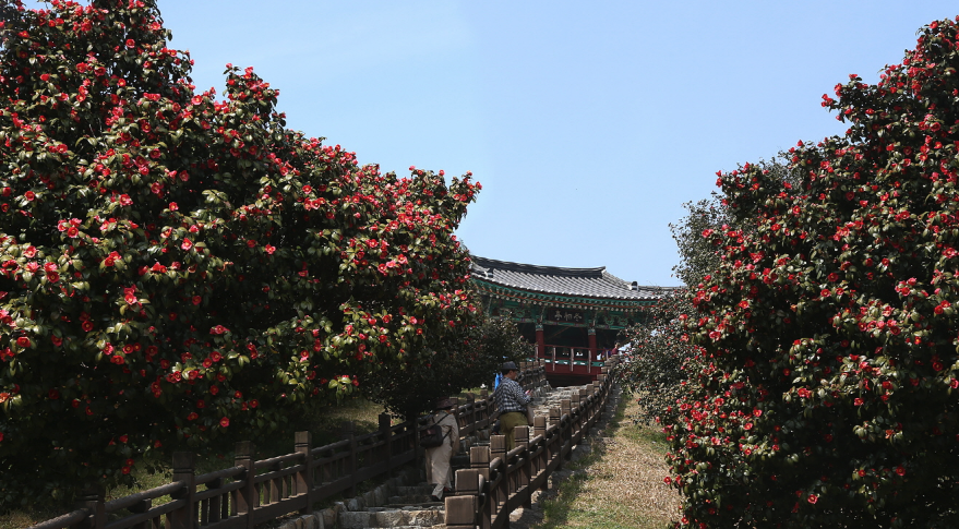 2025 서천 동백꽃&amp;#44; 쭈꾸미 축제 3분 가이드
