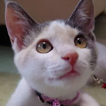 반려묘의 치아. 케어를 싫어하는 고양이는 어떻게 해야 할까?