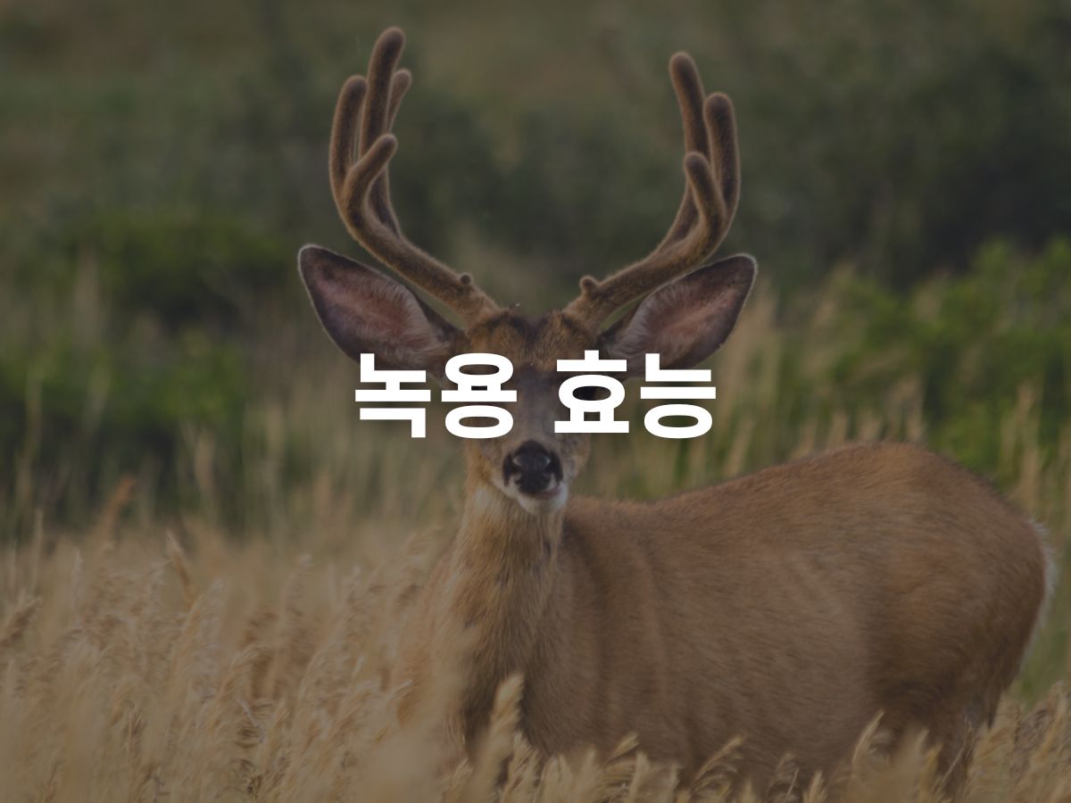 녹용 효능