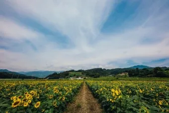 해바라기길 산책 시간 그늘 벤치 위치 휴식 포인트_7