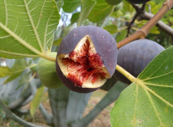 무화과의 효능 및 보관법