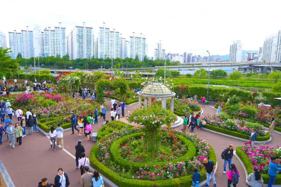 중랑천 장미 밀집 구간 꽃 디테일