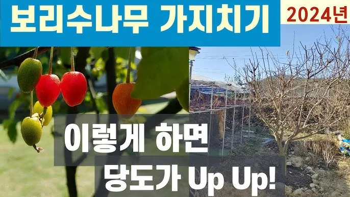 보리수나무 재배 전정 관리 착과 유도 열매 활용_8