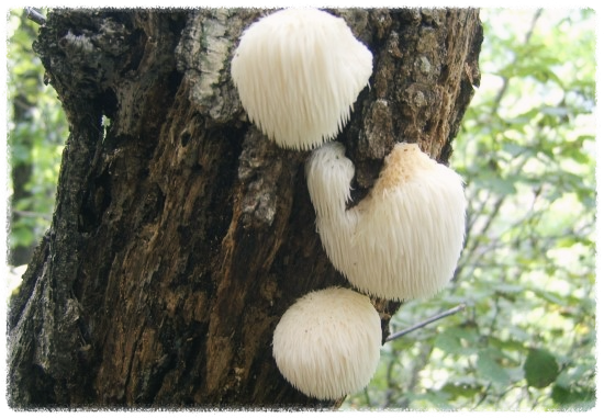 노루궁뎅이버섯의-효능