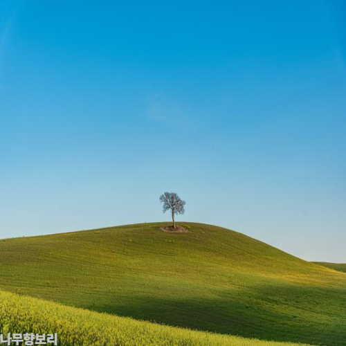 보리차밭