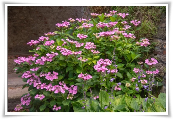 "산수국" 아름다운 매력을 한껏 간직하고 있는 여름 대표 꽃!