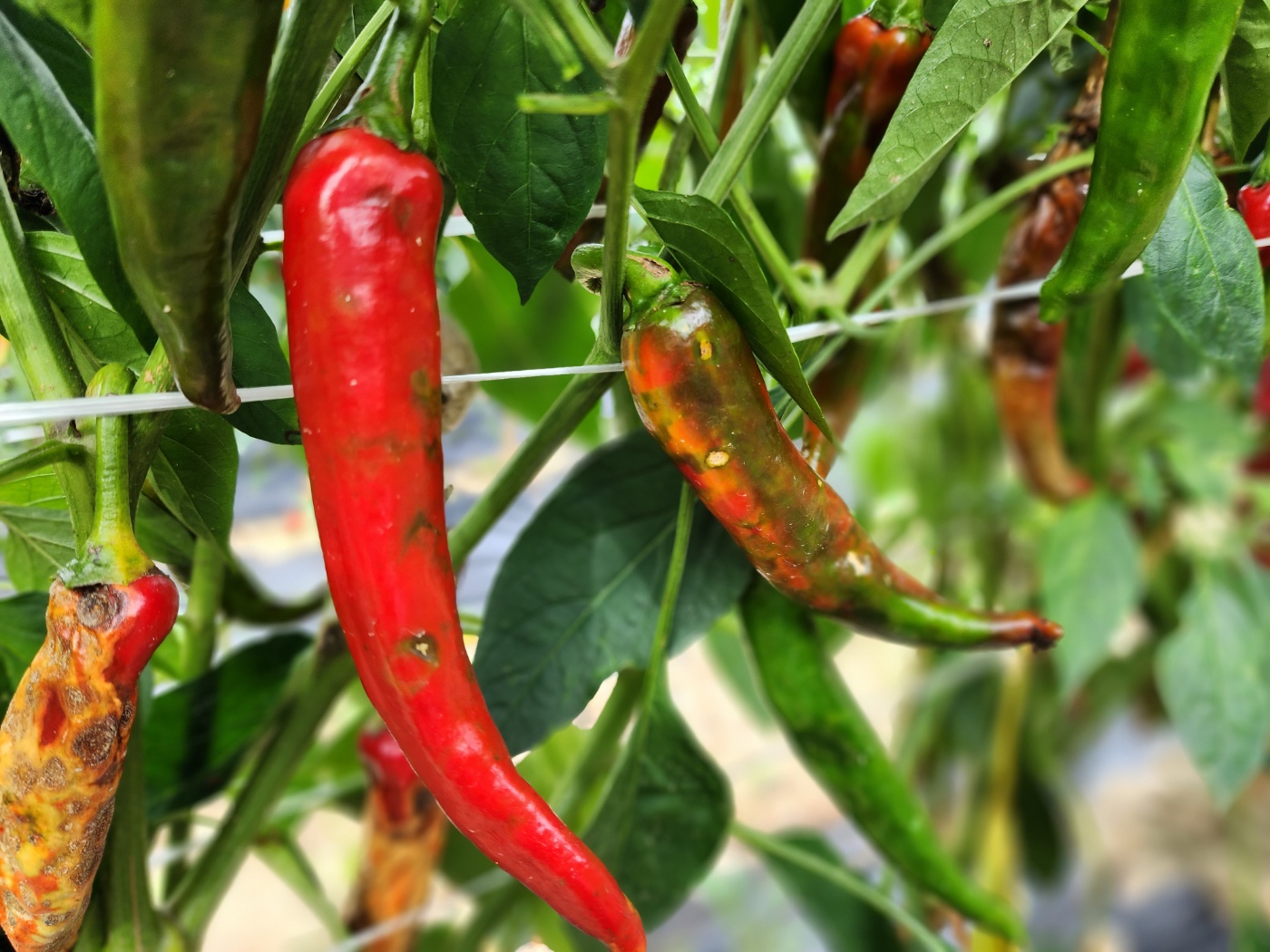 고추병충해 종류 사진 방재, 역병 탄저병 바이러스병 풋마름병