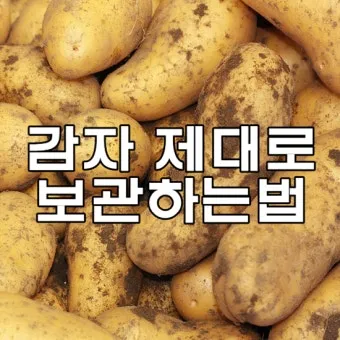 감자 보관법과 오래 신선하게 두는 꿀팁_23