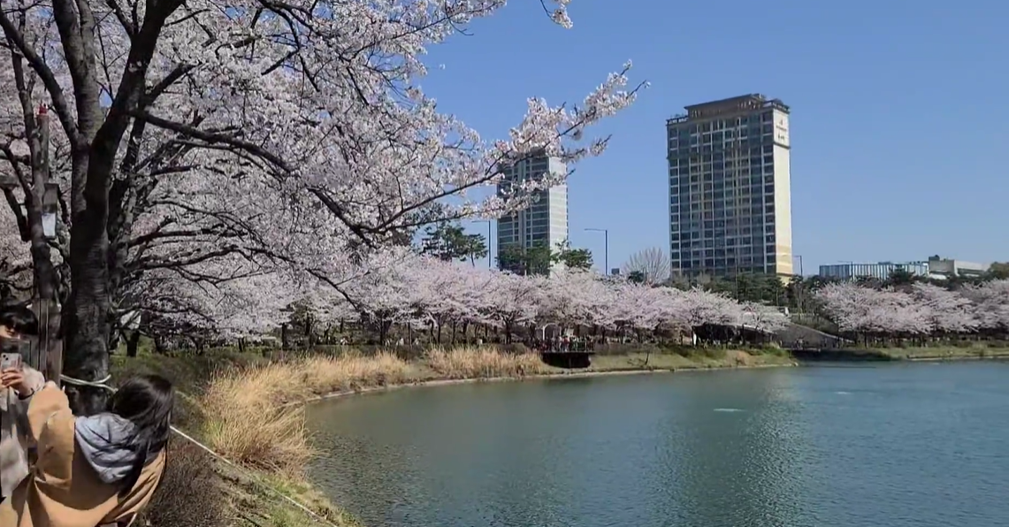 석촌호수벚꽃축제