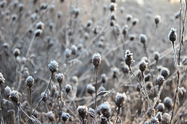 겨울: 생명이 잠든 듯 보이지만 살아 있는 도시 생태