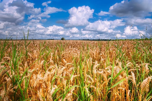 식물 공장이 해결할 수 있는 식량 위기 문제