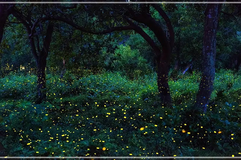 2025-무주반딧불축제-초대가수-일정-프로그램