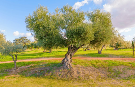 갑목일간 남성의 성격, 연애, 직업적 특징
