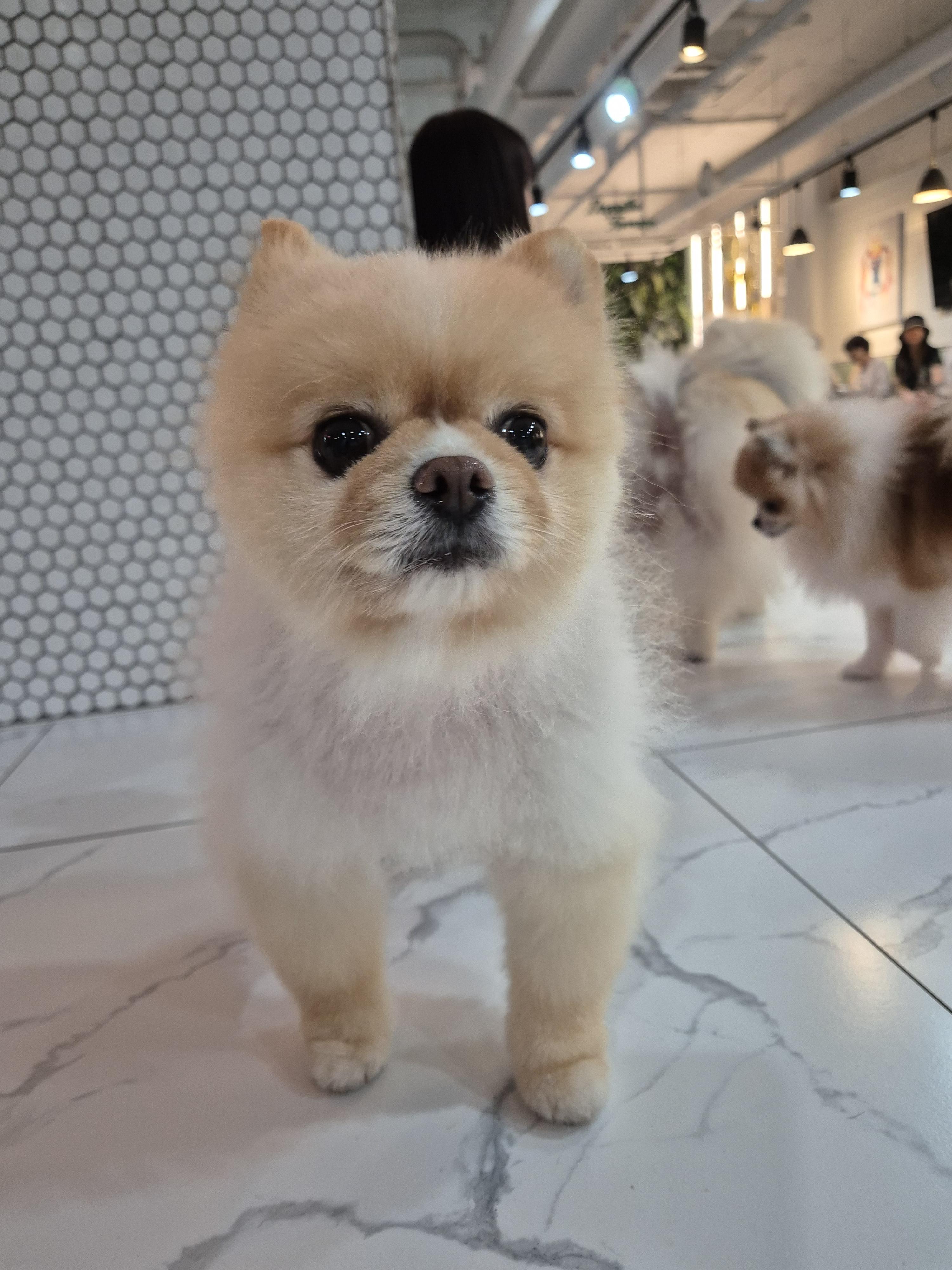 강아지 호텔 겸 애견 동반 미용 카페