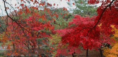 서울근교 단풍 명소 추천