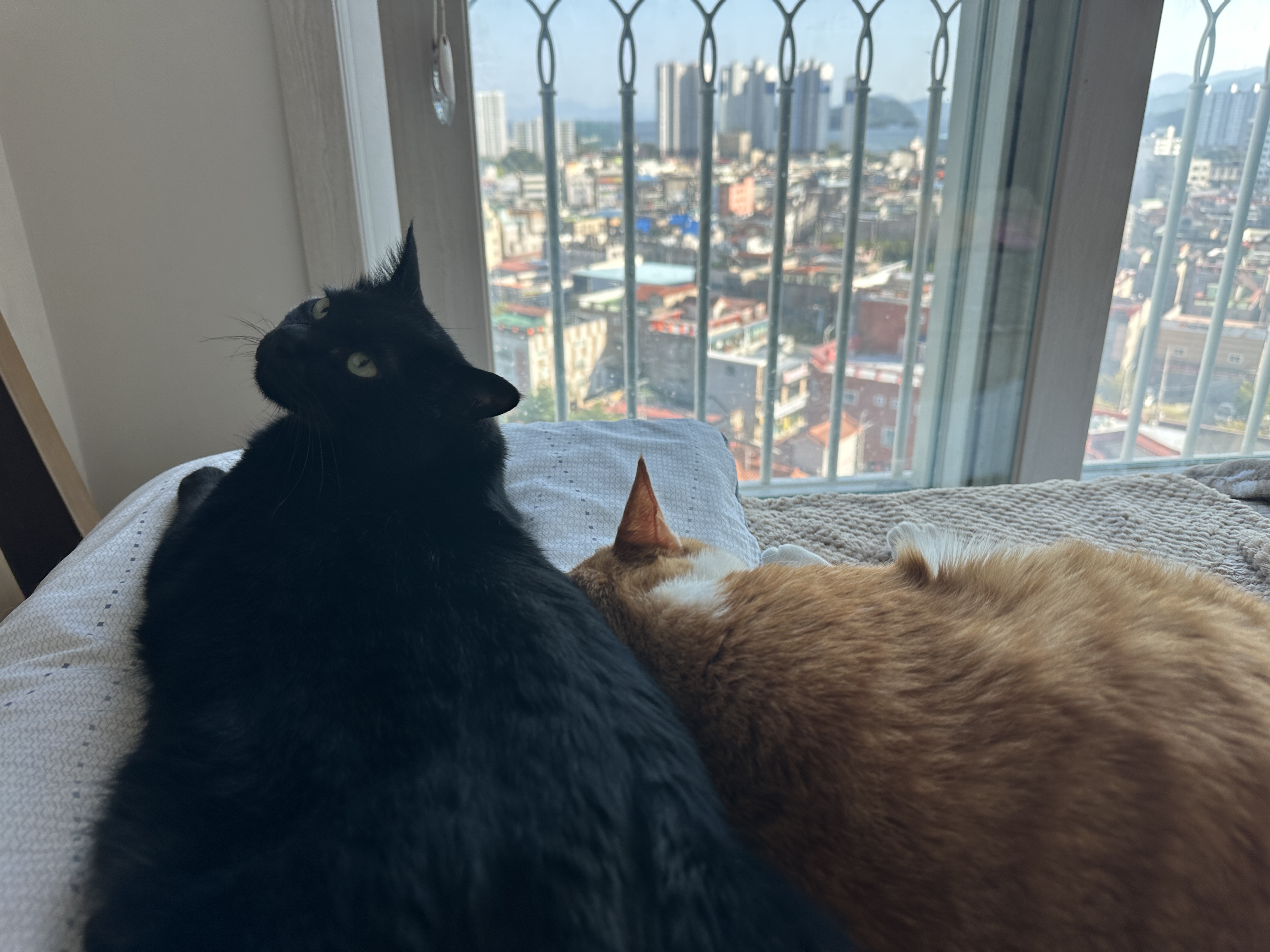 돌아보는_건이와_자고_있는_호야