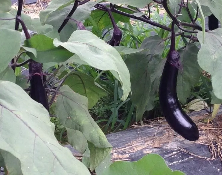 가지 재배 순 지르기 착과 관리 고온 대책_4