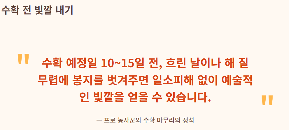 복숭아 봉지 씌우는 시기