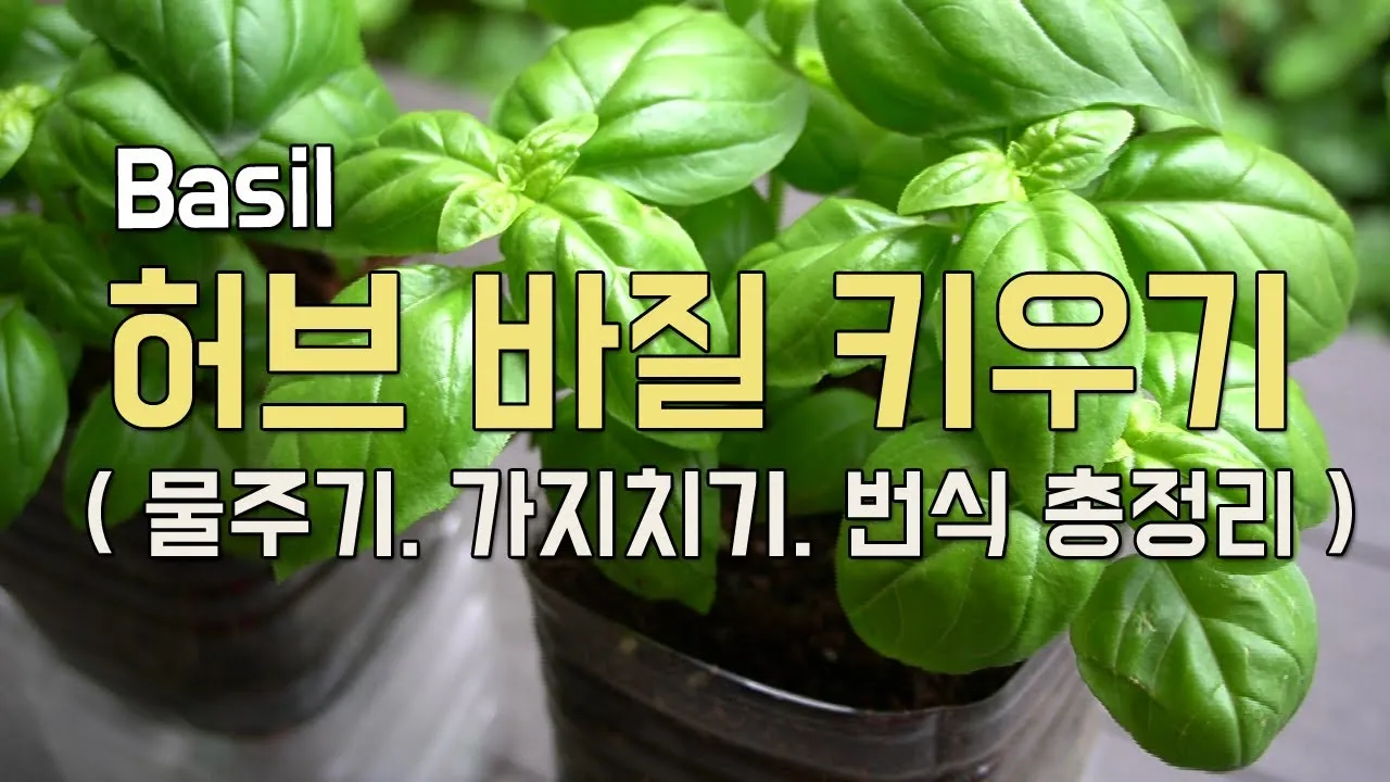 바질 키우기 물주기 수확시기 가지치기 향 유지 실내 허브 가이드_4