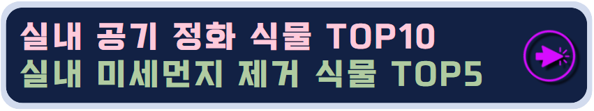 실내공기정화식물 TOP10