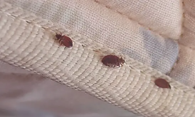 빈대 예방 및 퇴치