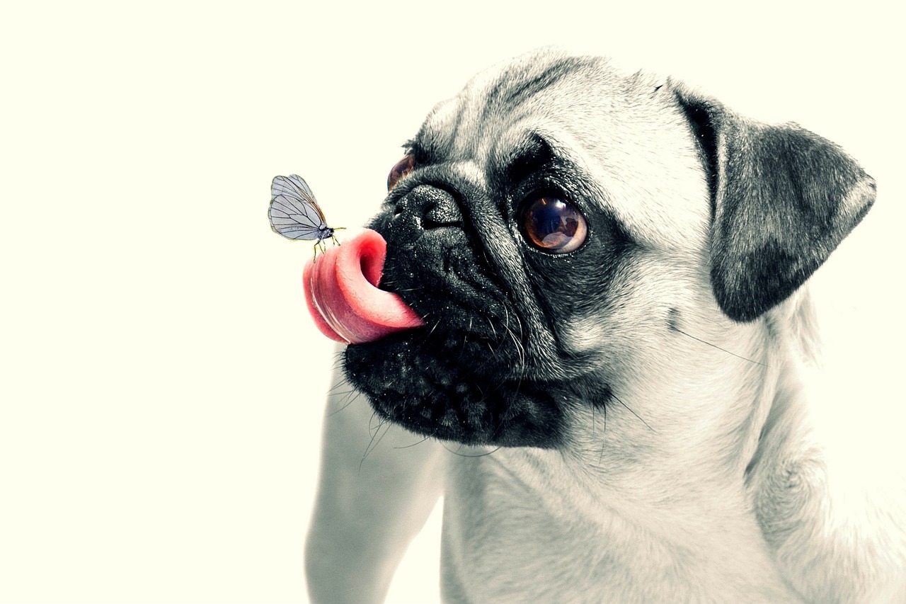 퍼그(Pug)
