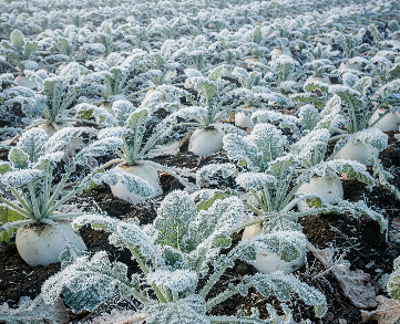 겨울철 무우 보관법