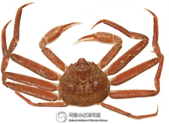 6월 꽃게 금어기 정확한 일정과 유통 제한 상세 정보 총정리_4