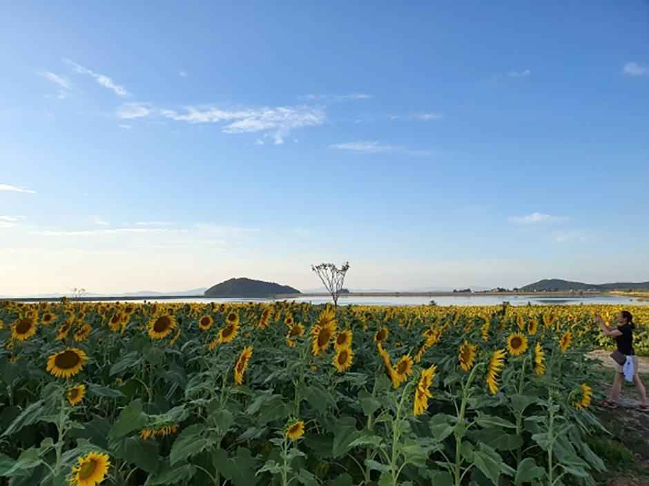 해바라기마을 정원