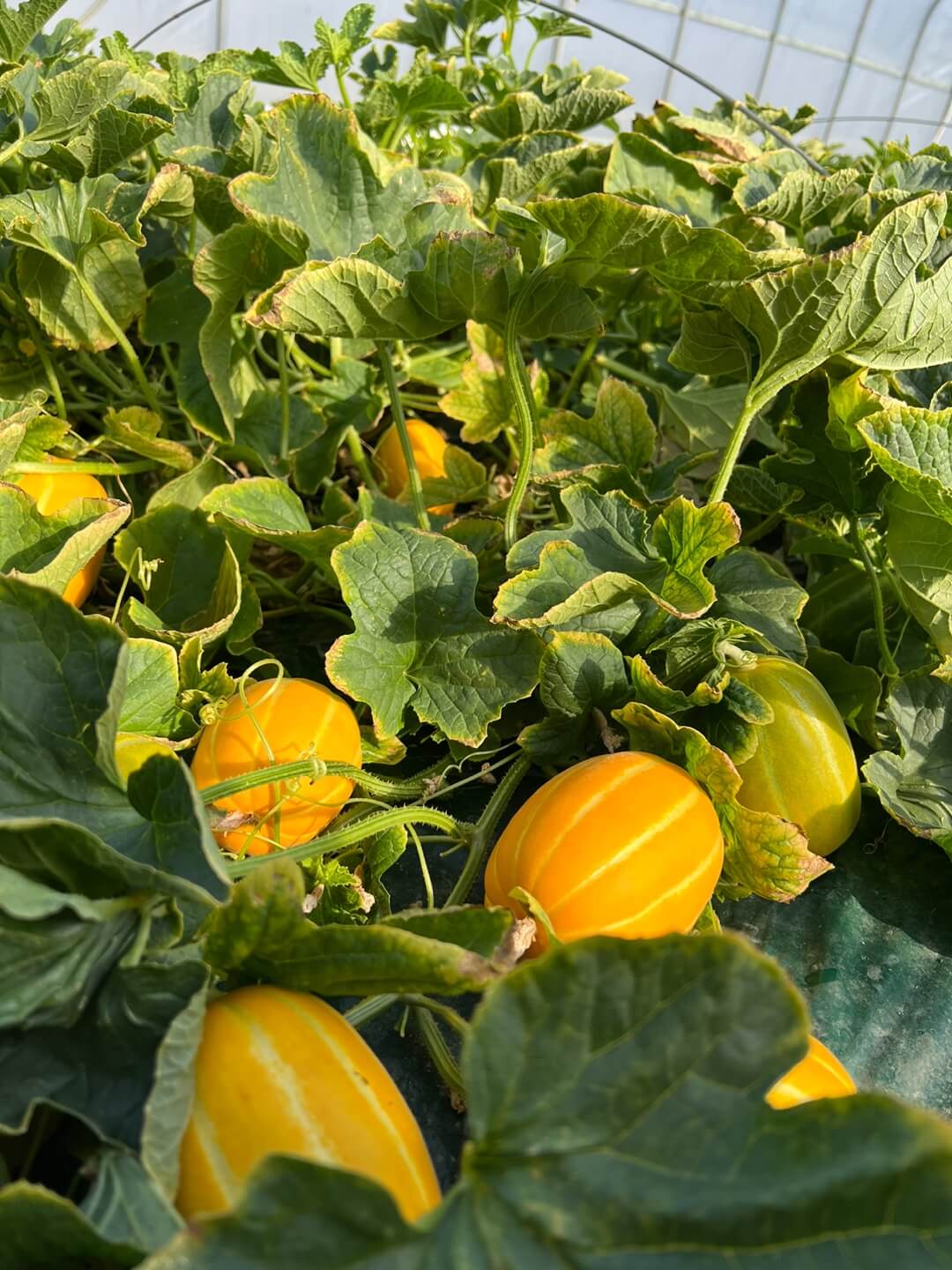 덩굴 사이에서 자라고 있는 참외 열매를 보여주는 이미지