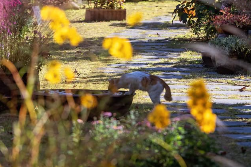 특색있고 아름다운 민간 정원 30선 추천 여행 - 11. 경주 야생화일기 정원