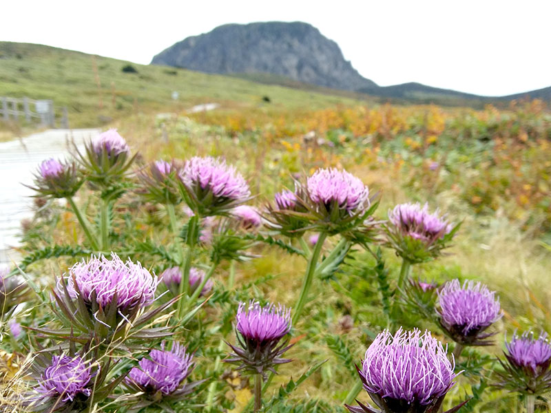 한라산 영실코스