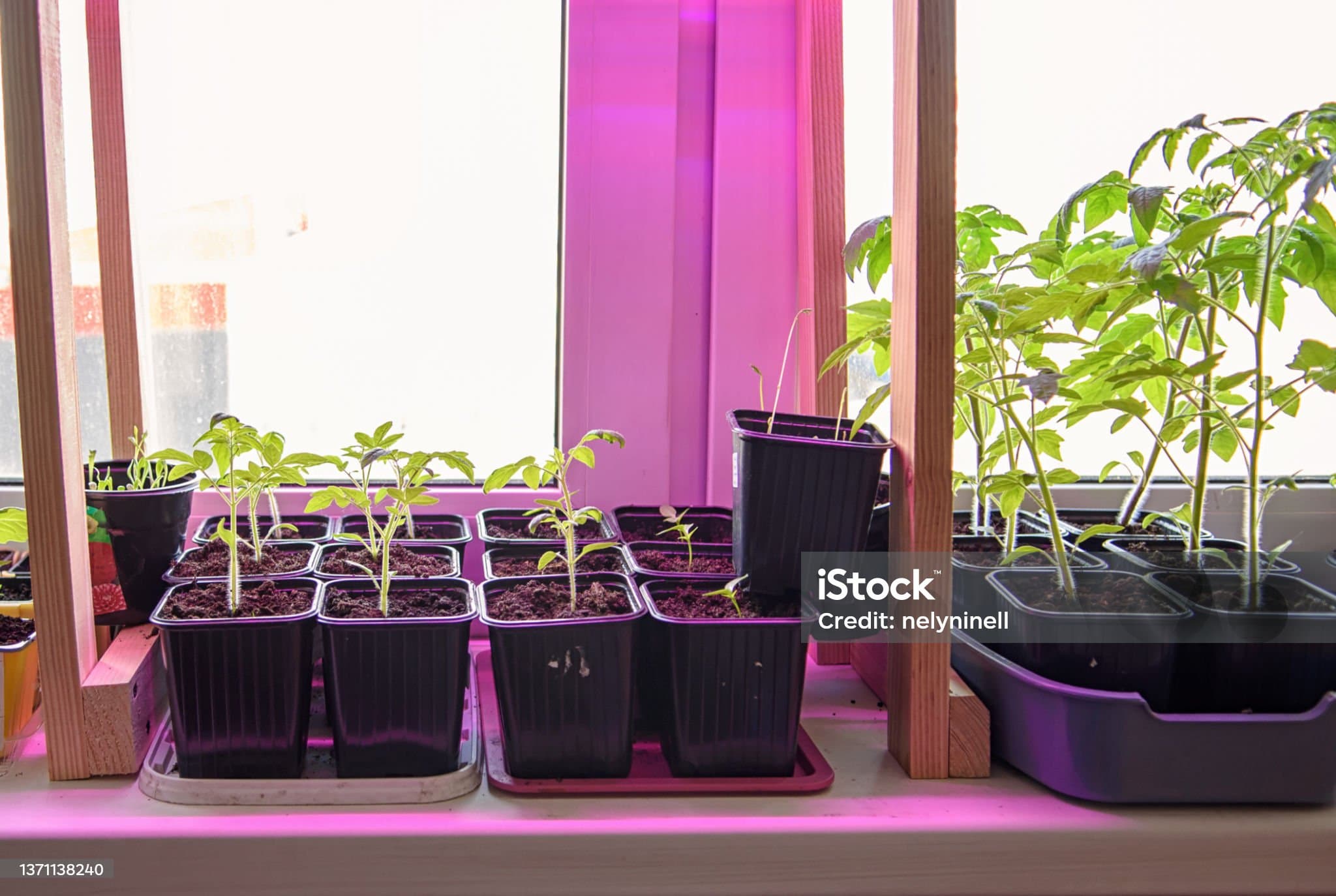 실내 스마트팜 발아